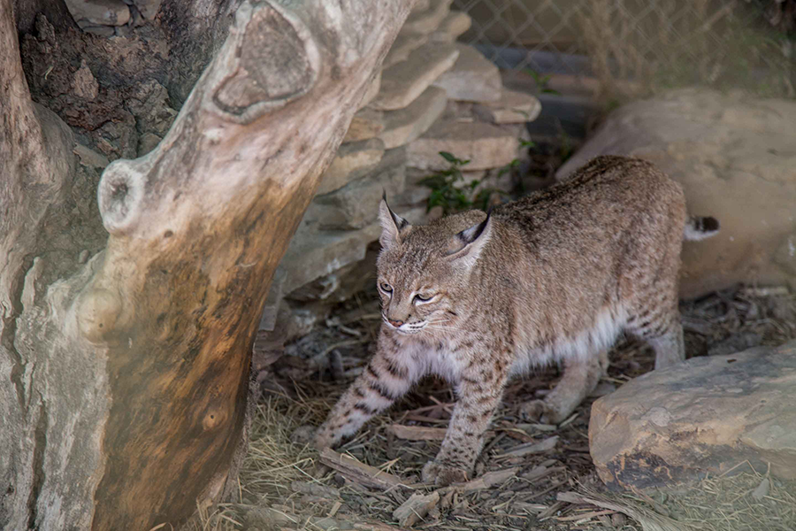 Bobcat