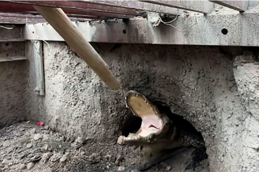 Alligator in storm drain