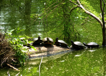 Turtles basking in the sun on a log in the water