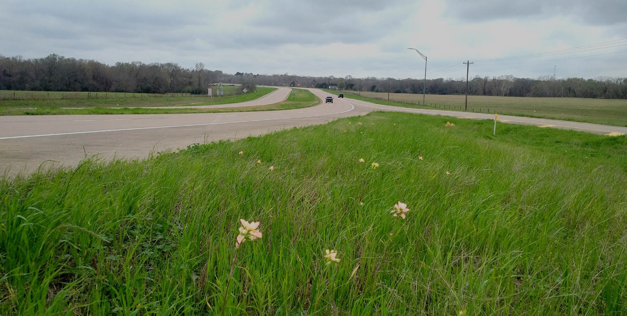 36A Highway showing grass and plants