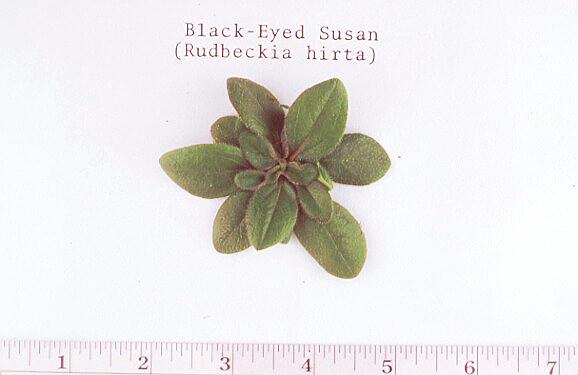 Black eyed Susan/Rudbeckia hirta (Asteraceae), Seedling