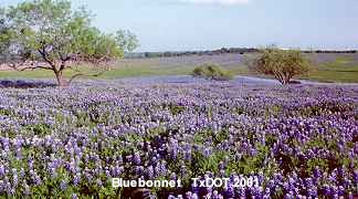 Bluebonnet/Lupinus texensis (Fabaceae), Floración