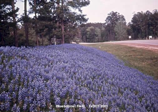 Campo de sombrero azul/Lupinus texensis (Fabaceae), Floración