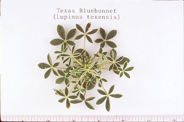Bluebonnet/Lupinus texensis (Fabaceae), plántula