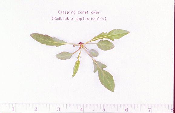 Clasping Coneflower/Rudbeckia amplexicaulis (Asteraceae), Seedling