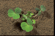Trébol carmesí/Trifolium incarnatum (Fabaceae), plántula