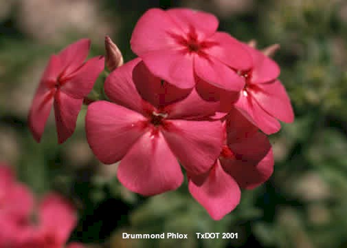 Drummond Phlox/Phlox drummondii (Polemoniaceae), Floración