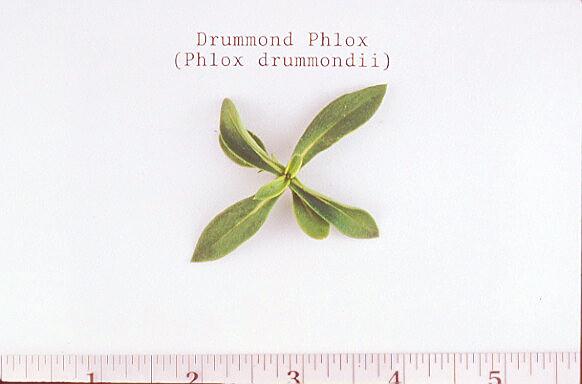 Drummond Phlox	/Phlox drummondii (Polemoniaceae), Seedling