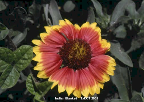 Manta india, rueda de fuego/Gaillardia pulchella (Asteraceae), floración