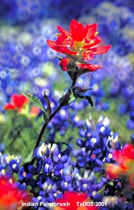 Indian Paintbrush close-up with Bluebonnets, Blooming