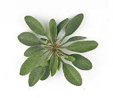 Coreopsis de hojas lanceadas, Garrapata/Coreopsis lanceolata (Asteraceae), plántula