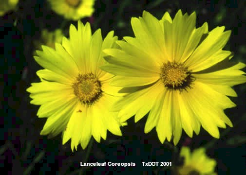 Coreopsis de hojas lanceadas, Garrapata/Coreopsis lanceolata (Asteraceae), Floración
