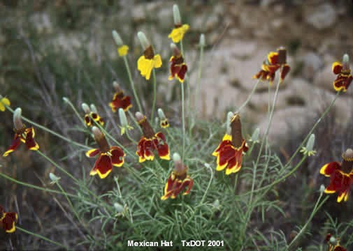 Sombrero mexicano/Ratibida columnaris (Asteraceae), Floración