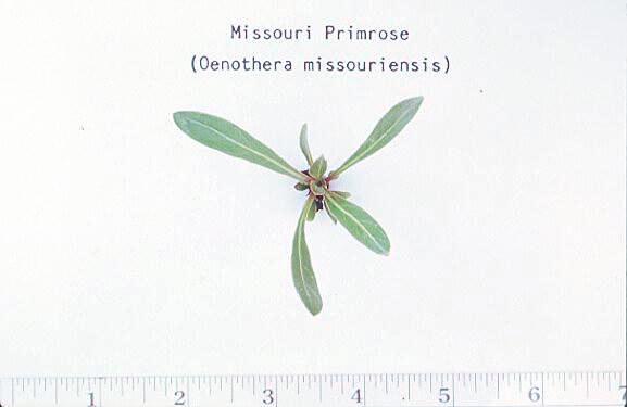 Missouri Primrose/Oenothera missouriensis (Onagraceae), plántula