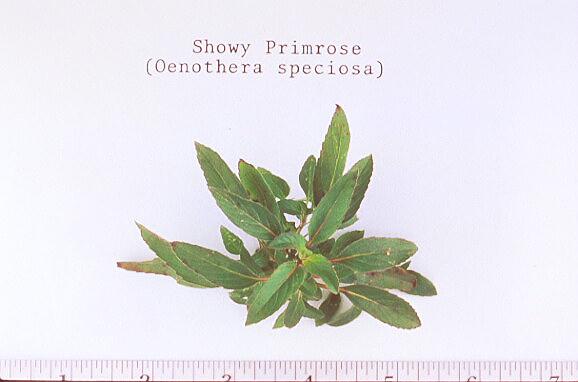 Onagra rosada, onagra vistosa/Oenothera missouriensis (Onagraceae), plántula