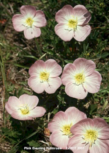 Onagra rosada, onagra vistosa/Oenothera missouriensis (Onagraceae), floración