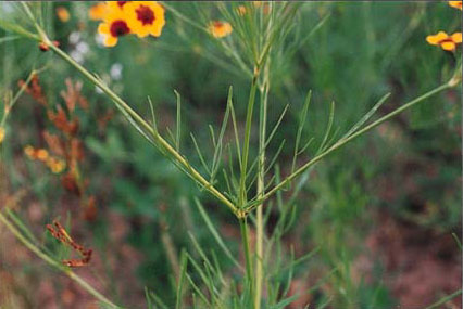 Coreopsis/Coreopsis tinctoria (Asteraceae), plántula