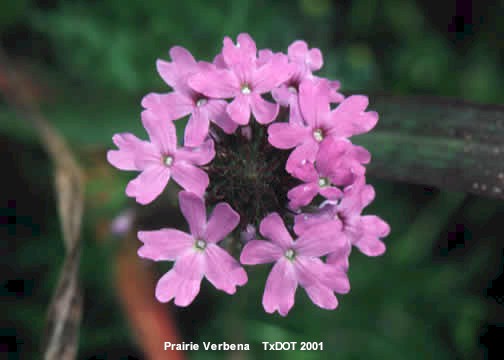 Prairie Verbena/Verbena bipinnatifida (Verbenaceae), Floración