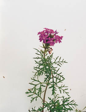 Prairie Verbena/Verbena bipinnatifida (Verbenaceae), plántula