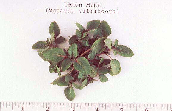 Menta Púrpura, Menta Limón/Monarda citriodora (Lamiaceae), Plántula