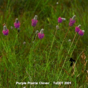 Trébol de pradera púrpura/Petalostemum purpureum (Fabaceae), Floración