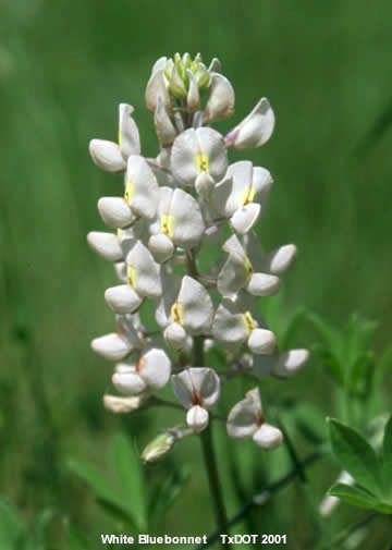White Bluebonnet/Lupinus texensis (Fabaceae), Blooming