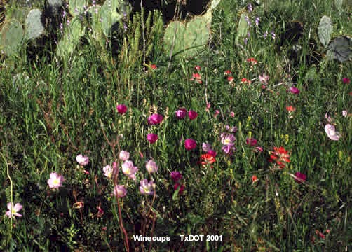 Winecup/Callirhoe involucrata (Malvaceae), Blooming