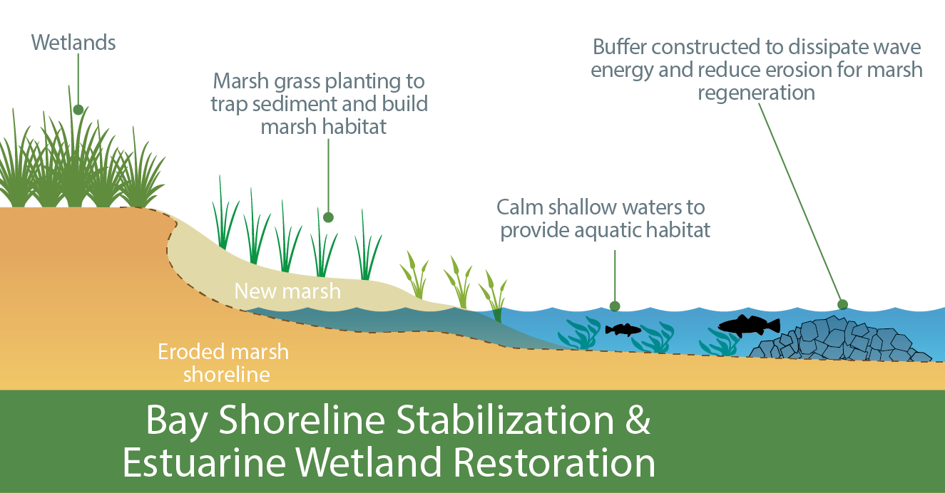 Living Shoreline Example Section. (click in image to see full-size image)