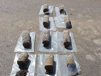 Extracted core samples. (click in image to see full-size image)