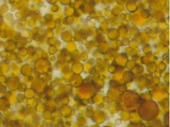 Greatly magnified image of emulsified asphalt. (click in image to see full-size image)