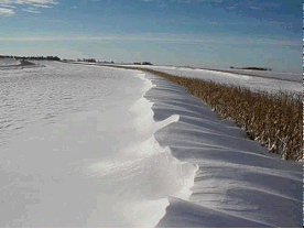 Living Snow Fence, courtesy Universityof Minnesota and Minnesota DOT. (click in image to see full-size image)