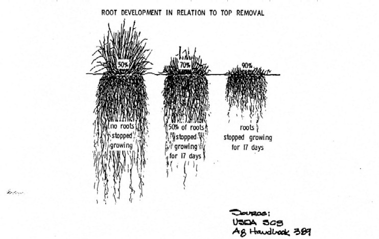  Example of root development in relation to top removal. (click in image to see full-size image)