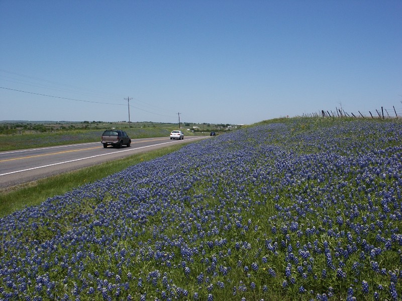 Beautiful right of way, mowing operations coordinated in Waco District. (click in image to see full-size image)