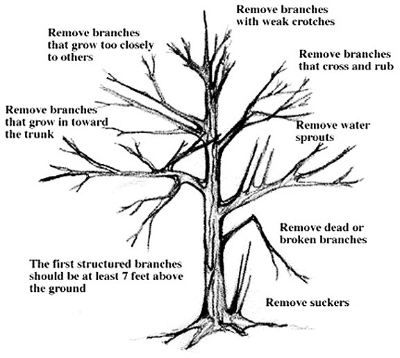  Tree-specific reasons for pruning. (click in image to see full-size image)
