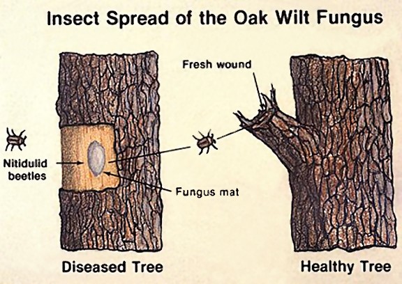 Sap Beetles (Nitidulid Beetles) spreading Oak Wilt Fungus. Secondary vector of Oak Wilt fungus. (click in image to see full-size image)