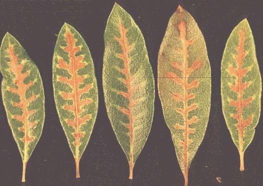 Veinal leaf necrosis of Live Oak leaves infected with the Oak Wilt fungus. (click in image to see full-size image)