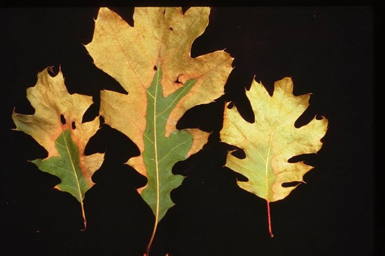 Veinal leaf necrosis of Red Oak leaves infested with the Oak Wilt fungus. (click in image to see full-size image)