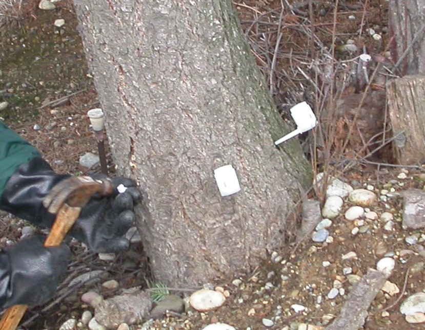 alt="Pressurized injectors of Mauget Tebuject fungicide for Oak Wilt suppression. (click in image to see full-size image)"