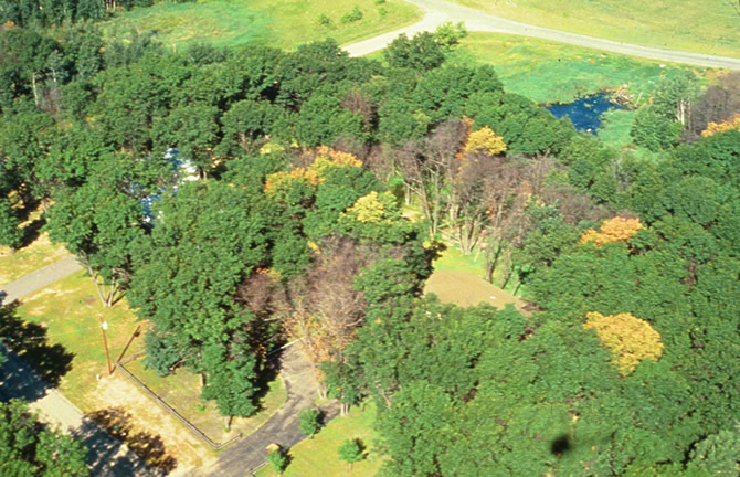 Oak wilt infested trees dying in a circular pattern. (click in image to see full-size image)