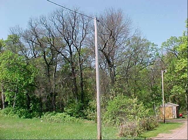 Oak Wilt infested trees dying. (click in image to see full-size image)