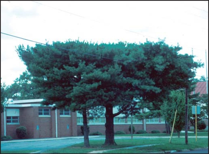 Severe, but acceptable pruning practices. (click in image to see full-size image)
