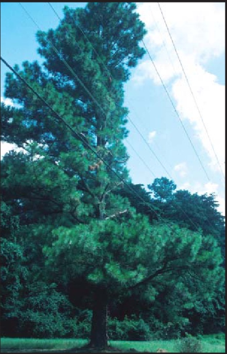 Severe, but acceptable pruning practices. (click in image to see full-size image)