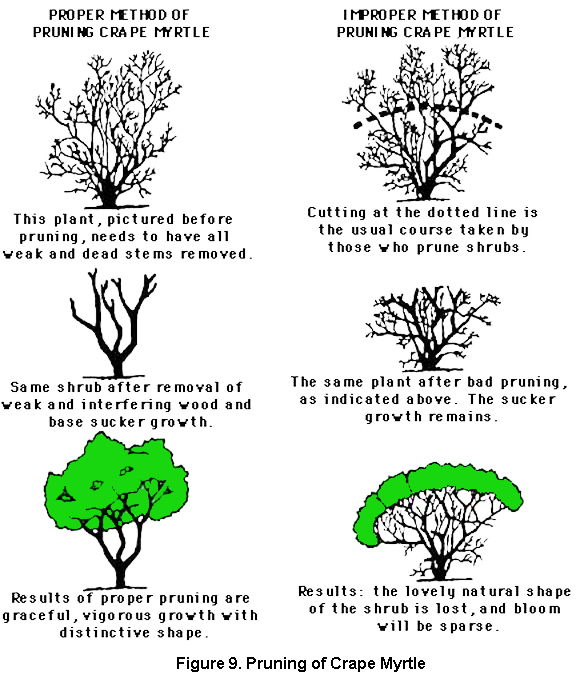  Proper and improper methods for pruning a crape myrtle. (click in image to see full-size image)
