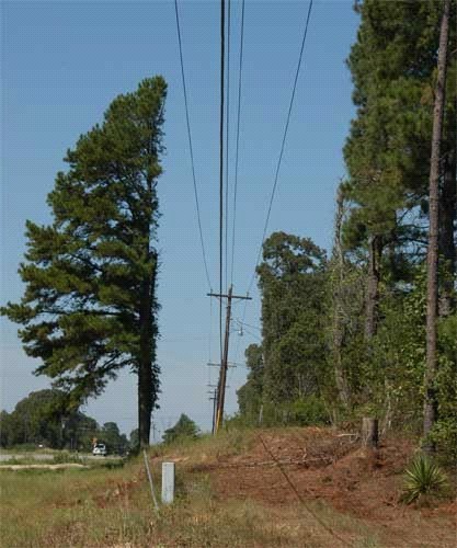 Unbalanced, unsafe and unsightly tree pruning by utility company. Trees should have been removed by utility company for safety and aesthetic reasons. (click in image to see full-size image)