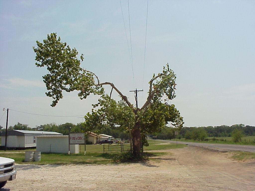Unsightly tree pruning by utility company. Sycamore tree on property line serving no purpose, but a constant eyesore and maintenance issue. Tree should be removed by utility company for safety and aesthetic reasons. (click in image to see full-size image)