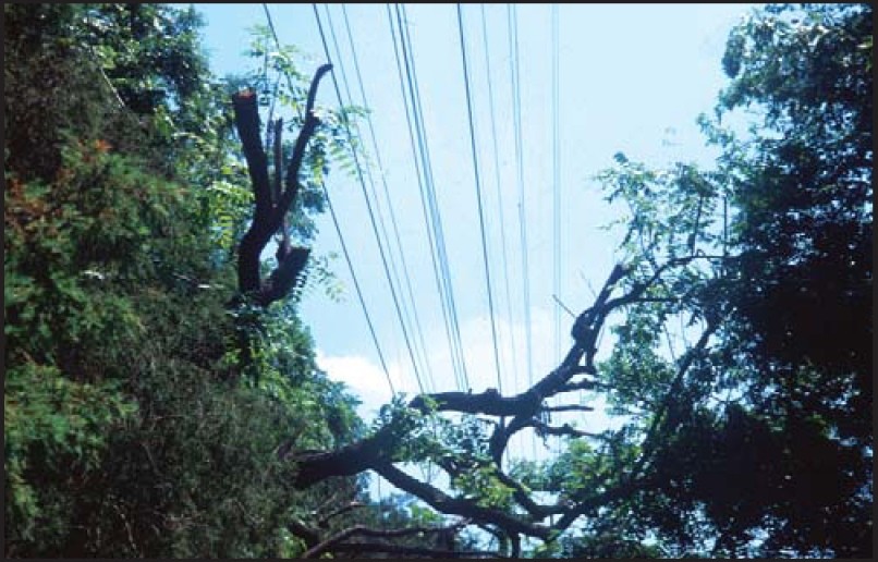 Unacceptable pruning by utility. Limb stubs left unpruned. (click in image to see full-size image)