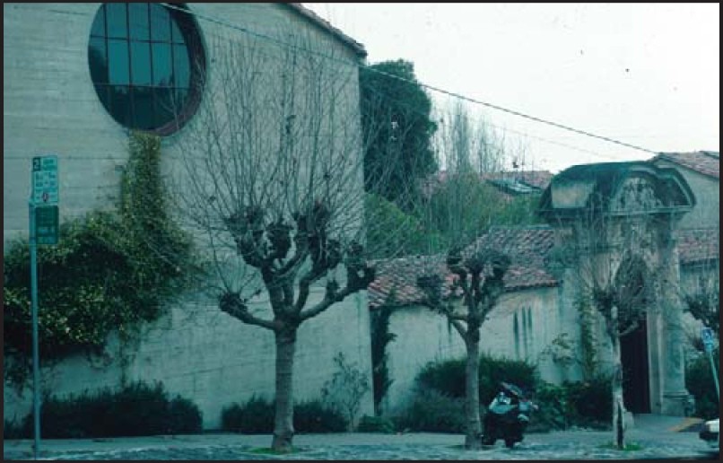 Unacceptable pruning by utility. Sycamore trees pollarded to prevent contact with utility lines. Trees should be removed and shorter-growing trees or large shrubs should be planted in their place. (click in image to see full-size image)