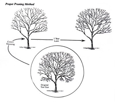 Proper pruning methods. (click in image to see full-size image)