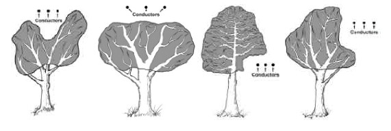 Acceptable pruning practices by utility companies. (click in image to see full-size image)