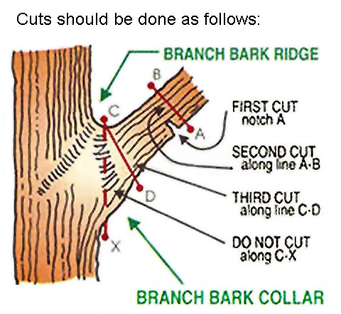  The three step method in proper limb pruning. (click in image to see full-size image)